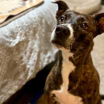 Thumbnail photo of Lizzy #4