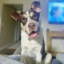 Thumbnail photo of Potter  #4