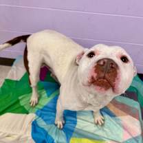 Thumbnail photo of Wesker  #4