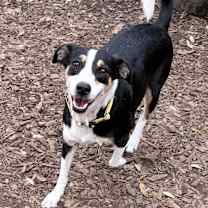 Thumbnail photo of Boots #1