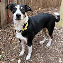 Thumbnail photo of Boots #4