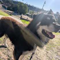 Thumbnail photo of Wolf #1