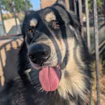 Thumbnail photo of Wolf #3