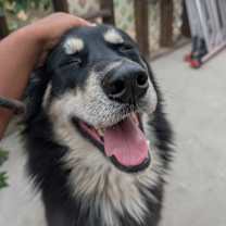 Thumbnail photo of Wolf #4