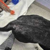 Thumbnail photo of Titan #3