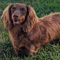 Thumbnail photo of Chewy #2