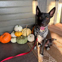 Thumbnail photo of Dolly #4