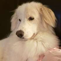 Thumbnail photo of Finley #1