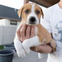 Thumbnail photo of Milo #1