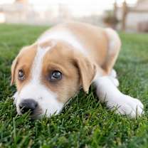 Thumbnail photo of Milo #3