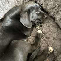 Thumbnail photo of Piper #3