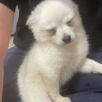 Thumbnail photo of Cosmo HERO DOG ALERT‼️ #2