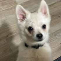 Thumbnail photo of Cosmo HERO DOG ALERT‼️ #3