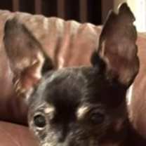 Thumbnail photo of Theo #2