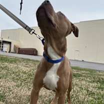 Thumbnail photo of Crimson #2