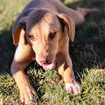 Thumbnail photo of Darby #1