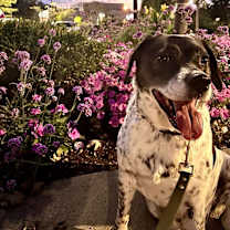 Thumbnail photo of WINSTON #1