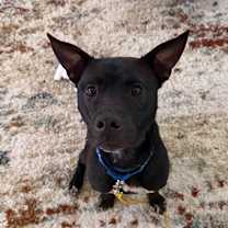 Thumbnail photo of Buffalo #2