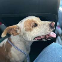 Thumbnail photo of Cookie (FKA Madeline) #2