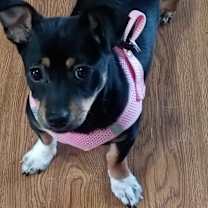 Thumbnail photo of Heidi #2