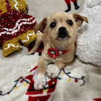 Thumbnail photo of Mitzi #4