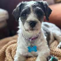 Thumbnail photo of Bellamy #1