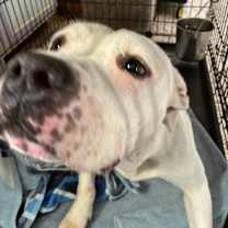 Thumbnail photo of Pugsy Malone #4