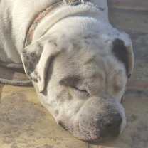 Thumbnail photo of Tobi #1