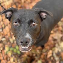 Thumbnail photo of Cole #1