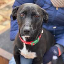 Thumbnail photo of Loo-Loo #1