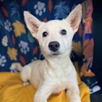 Thumbnail photo of Bolt (Vanilla Ice) #1