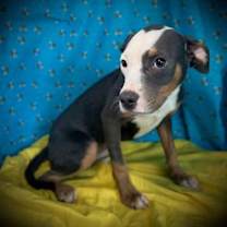 Thumbnail photo of Tammy- Puppy #2 (ACAC Litter #10/ 2025) #2