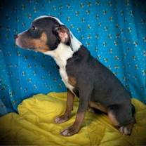 Thumbnail photo of Tammy- Puppy #2 (ACAC Litter #10/ 2025) #3
