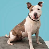 Thumbnail photo of Opal #1