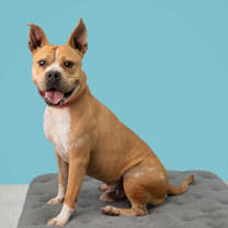 Thumbnail photo of Halo #1