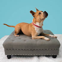 Thumbnail photo of Halo #2