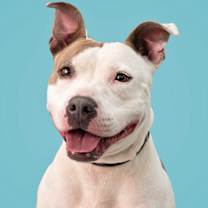 Thumbnail photo of Opal #2