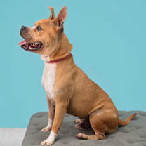 Thumbnail photo of Halo #3