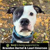 Thumbnail photo of Benji #1