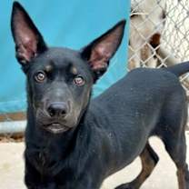 Thumbnail photo of Benny #1