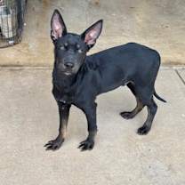 Thumbnail photo of Benny #2