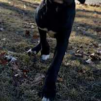 Thumbnail photo of Puck #1