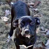 Thumbnail photo of Puck #4