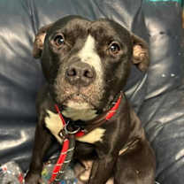 Thumbnail photo of Swivel #1