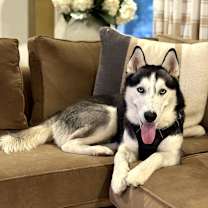 Thumbnail photo of Buddy #2