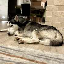 Thumbnail photo of Buddy #3