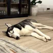 Thumbnail photo of Buddy #4