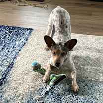 Thumbnail photo of Leia #2