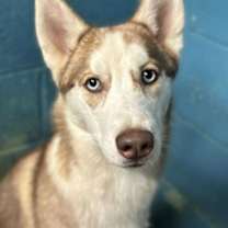 Thumbnail photo of Apricot #2