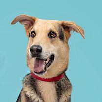 Thumbnail photo of Reggae - Bonded w/Vino #1